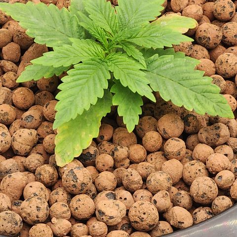 Grape Stomper Fems  growlog timeline photo