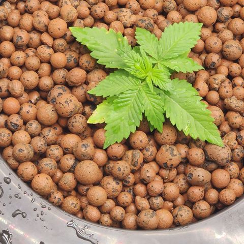 Grape Stomper Fems  growlog timeline photo