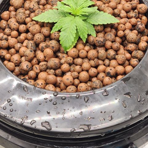 Grape Stomper Fems  growlog timeline photo