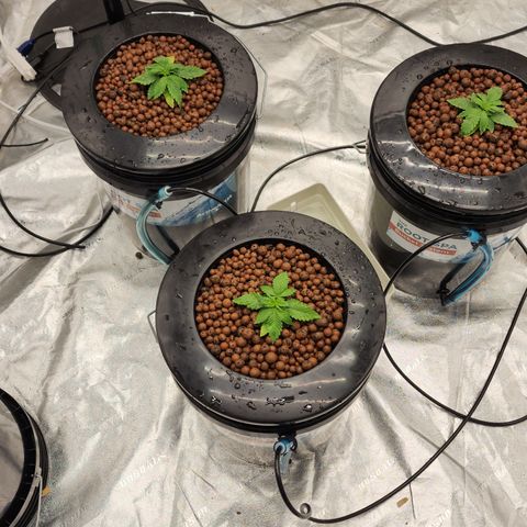 Grape Stomper Fems  growlog timeline photo