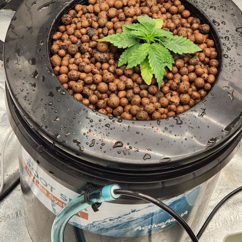 Grape Stomper Fems  growlog timeline photo