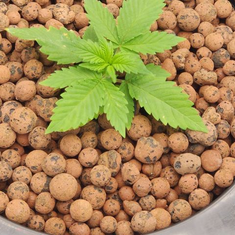 Grape Stomper Fems  growlog timeline photo
