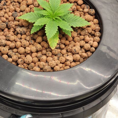 Grape Stomper Fems  growlog timeline photo