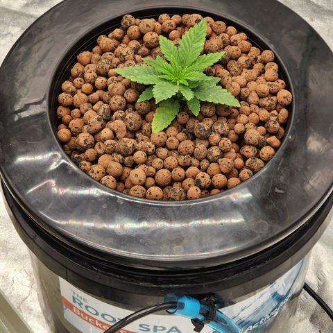 Grape Stomper Fems  growlog timeline photo