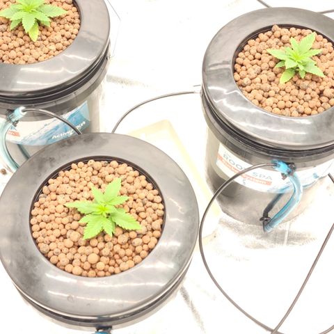 Grape Stomper Fems  growlog timeline photo