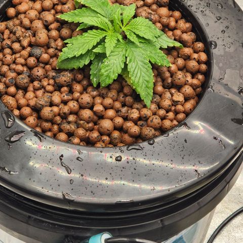 Grape Stomper Fems  growlog timeline photo