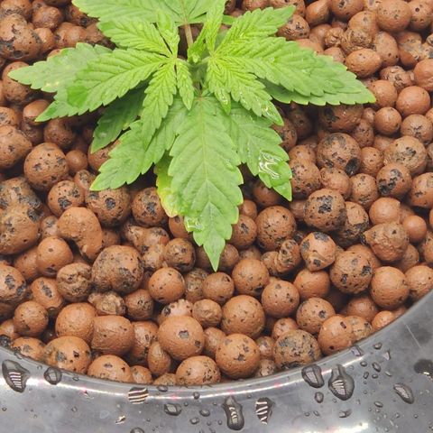 Grape Stomper Fems  growlog timeline photo