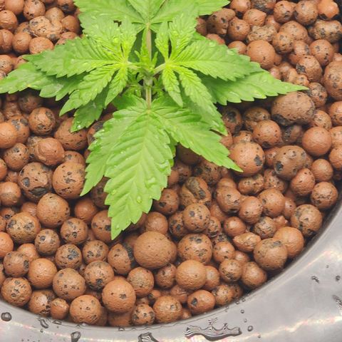 Grape Stomper Fems  growlog timeline photo