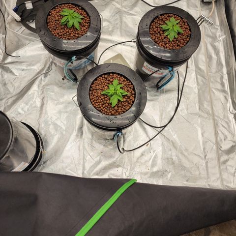 Grape Stomper Fems  growlog timeline photo