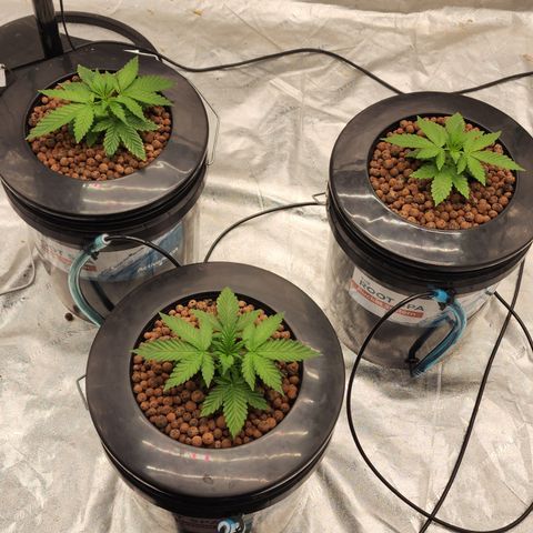 Grape Stomper Fems  growlog timeline photo