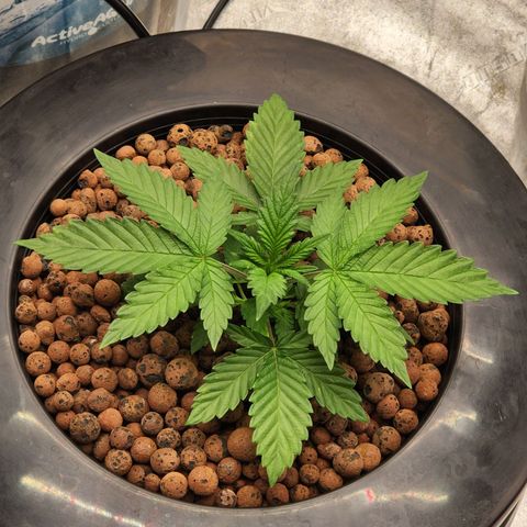 Grape Stomper Fems  growlog timeline photo