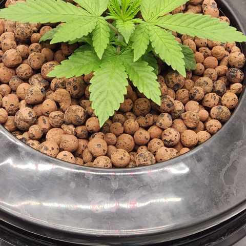 Grape Stomper Fems  growlog timeline photo