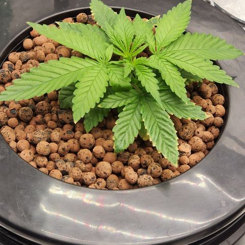 Grape Stomper Fems  growlog timeline photo