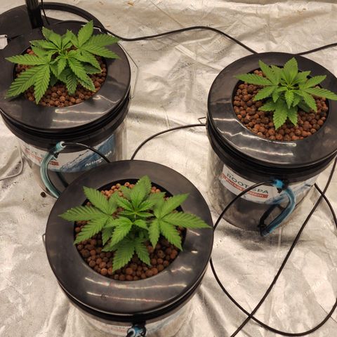 Grape Stomper Fems  growlog timeline photo