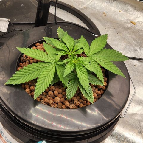 Grape Stomper Fems  growlog timeline photo