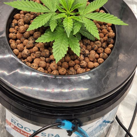 Grape Stomper Fems  growlog timeline photo