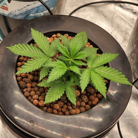 Grape Stomper Fems  growlog timeline photo