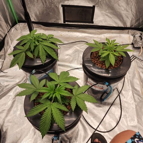 Grape Stomper Fems  growlog timeline photo