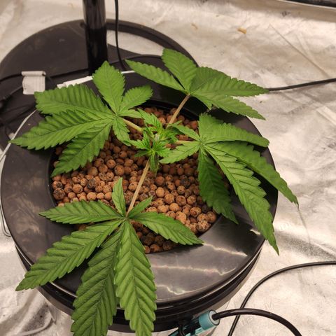 Grape Stomper Fems  growlog timeline photo
