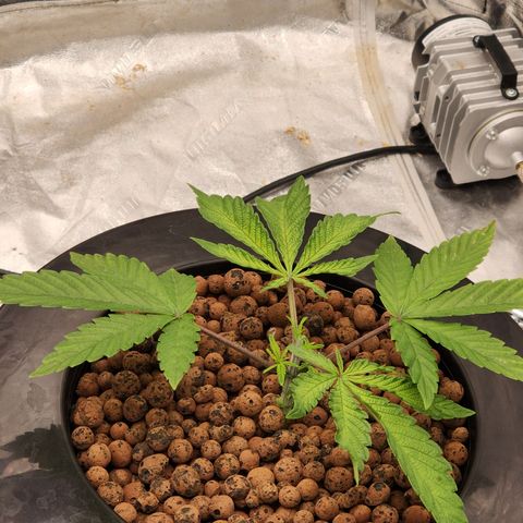 Grape Stomper Fems  growlog timeline photo