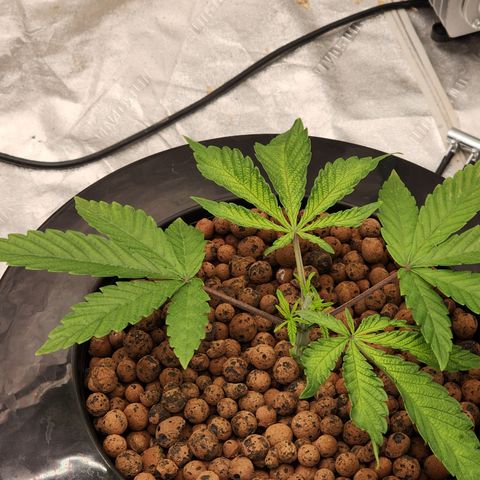 Grape Stomper Fems  growlog timeline photo