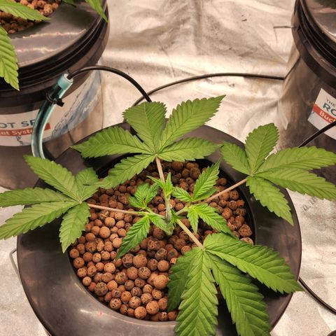 Grape Stomper Fems  growlog timeline photo