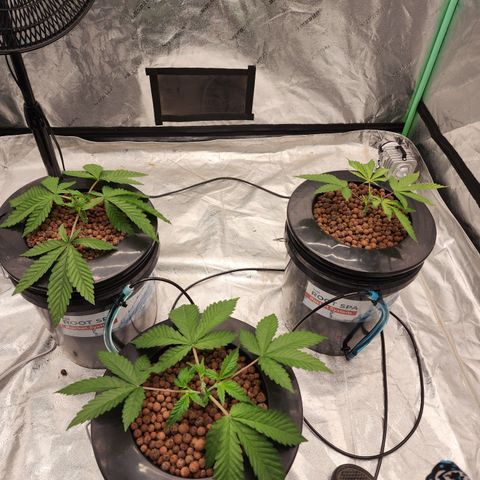 Grape Stomper Fems  growlog timeline photo