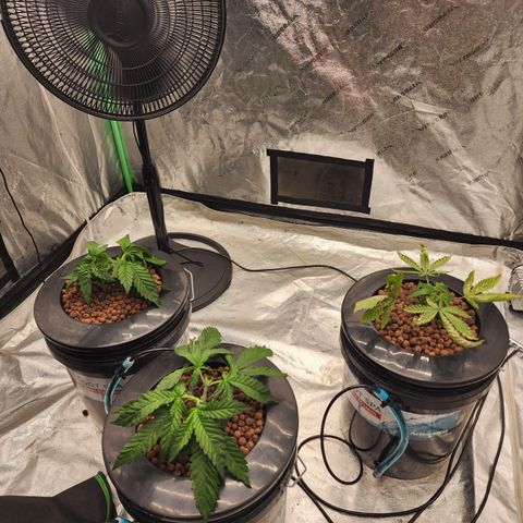 Grape Stomper Fems  growlog timeline photo