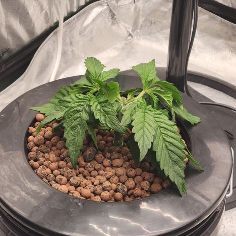Grape Stomper Fems  growlog timeline photo