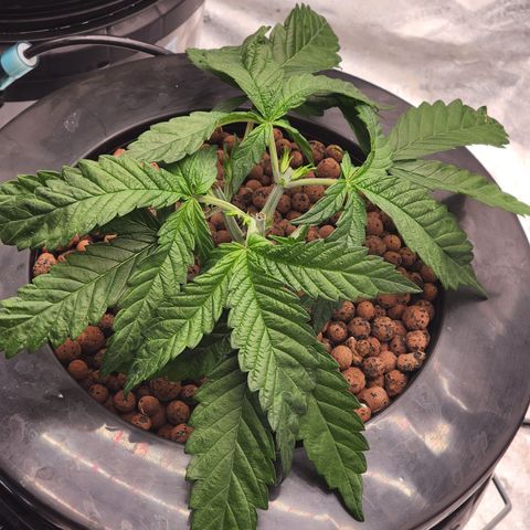Grape Stomper Fems  growlog timeline photo
