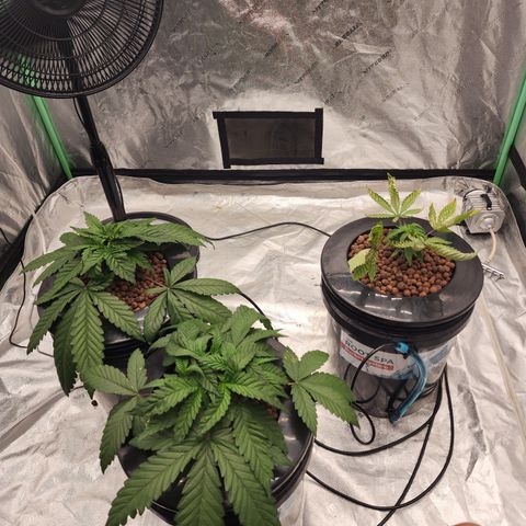 Grape Stomper Fems  growlog timeline photo