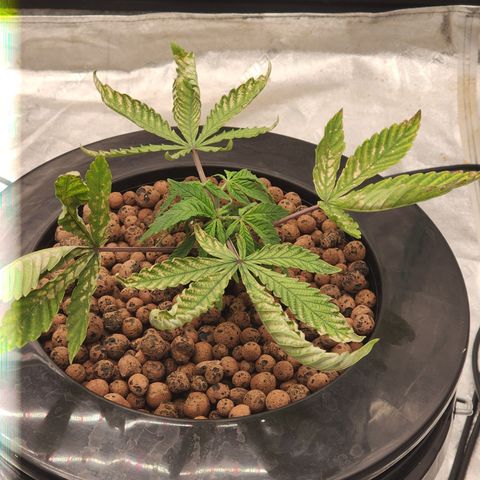 Grape Stomper Fems  growlog timeline photo