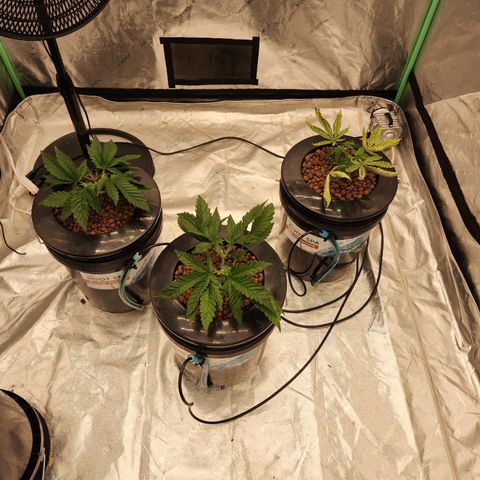Grape Stomper Fems  growlog timeline photo