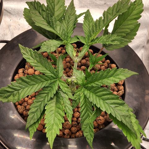 Grape Stomper Fems  growlog timeline photo
