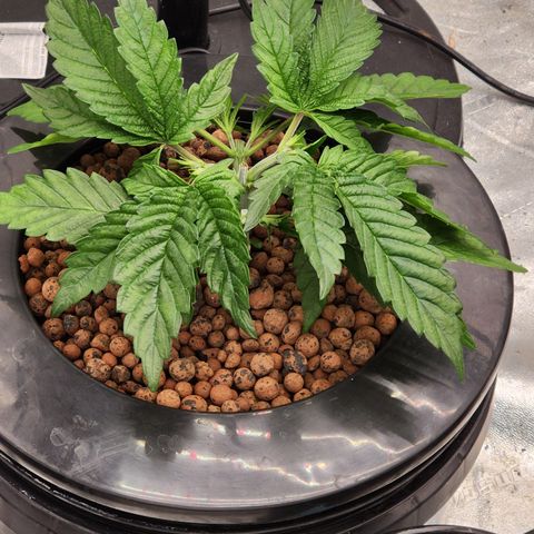 Grape Stomper Fems  growlog timeline photo