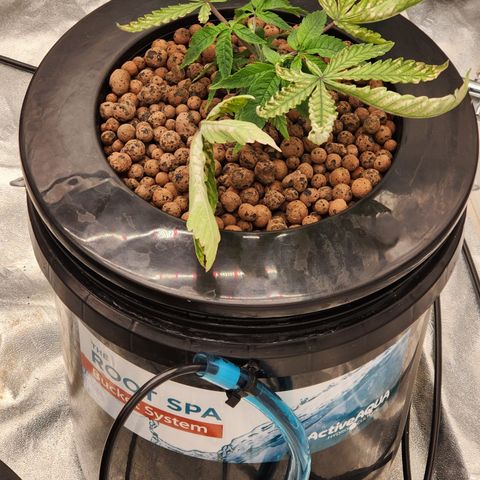Grape Stomper Fems  growlog timeline photo