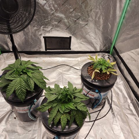 Grape Stomper Fems  growlog timeline photo