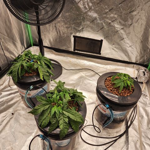 Grape Stomper Fems  growlog timeline photo