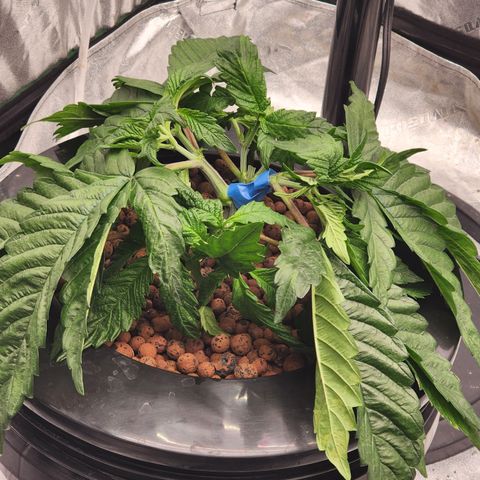 Grape Stomper Fems  growlog timeline photo