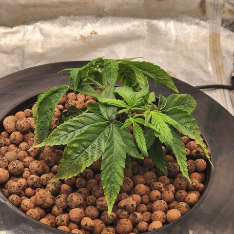 Grape Stomper Fems  growlog timeline photo