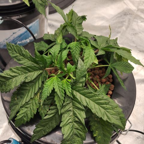 Grape Stomper Fems  growlog timeline photo