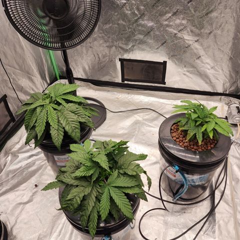 Grape Stomper Fems  growlog timeline photo