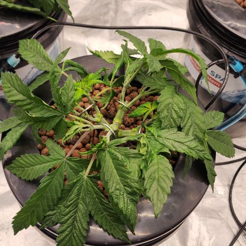 Grape Stomper Fems  growlog timeline photo