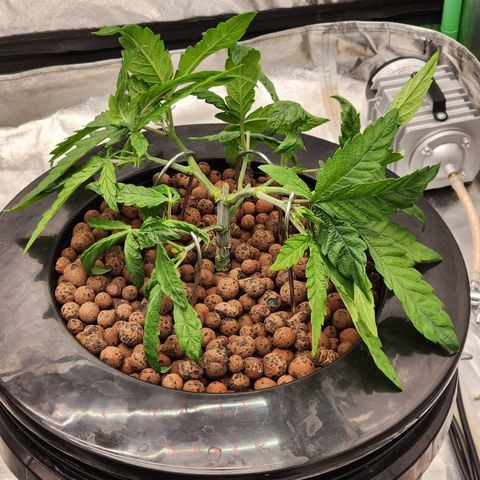 Grape Stomper Fems  growlog timeline photo