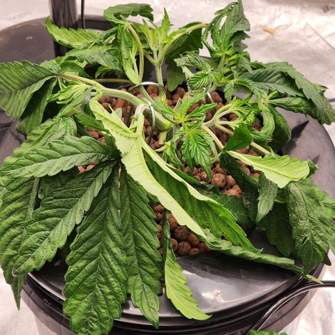 Grape Stomper Fems  growlog timeline photo