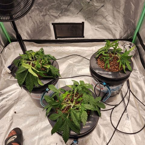 Grape Stomper Fems  growlog timeline photo