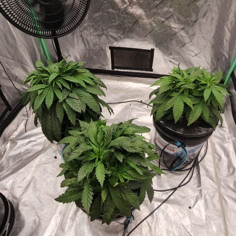 Grape Stomper Fems  growlog timeline photo
