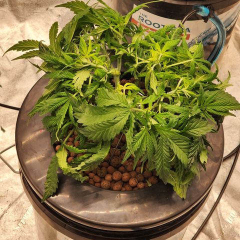 Grape Stomper Fems  growlog timeline photo