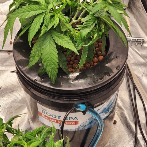 Grape Stomper Fems  growlog timeline photo