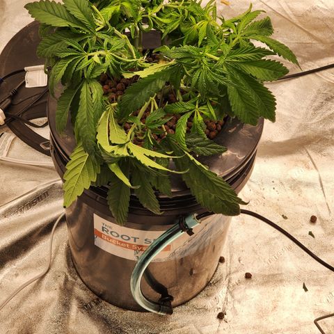 Grape Stomper Fems  growlog timeline photo